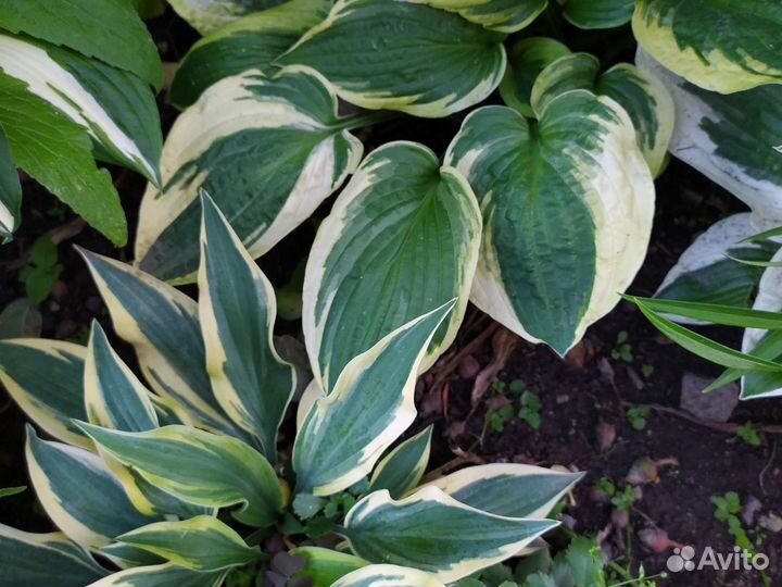 Хосты многолетние