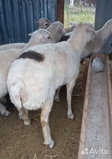 Курдючные бараны овцы. Торг. Торг