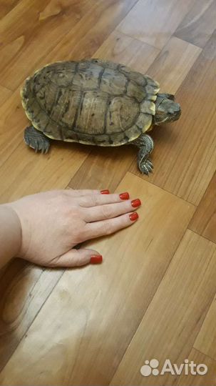 Красноухие черепахи