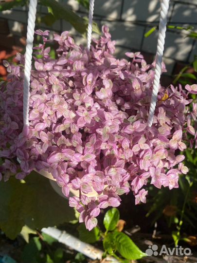 Каллизии (5 сортов) и Рео Триколор