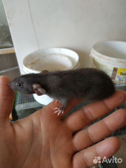 Крыса дамбо малыши