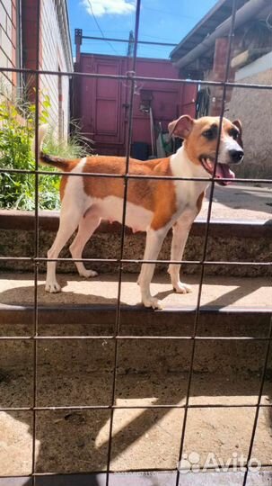 Щенки джек рассел терьер гладкошерстный