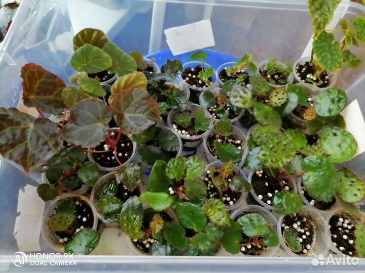 Бегония природники