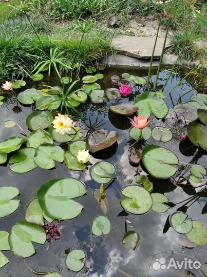 Кувшинки для пруда