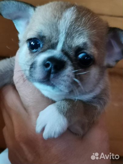 Продам щенков чихуахуа