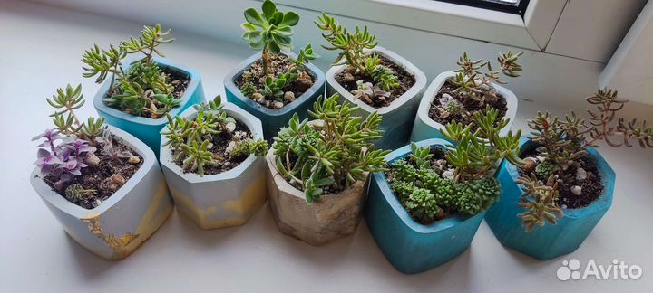 Суккуленты