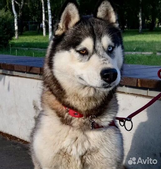 Эйва - молодая девочка сибирской хаски в дар