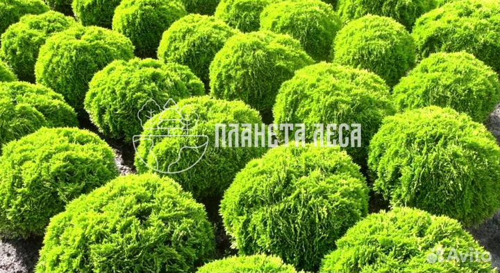 Туя западная Даника шарообразная Морозостойка