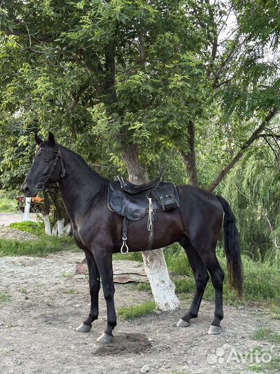 Жеребец 3 года