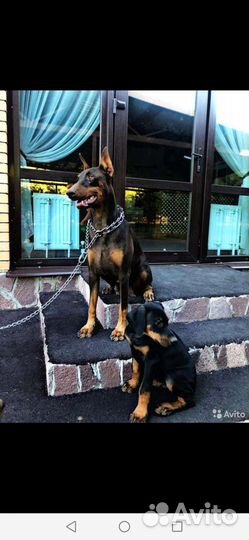 Собаки щенки добермана