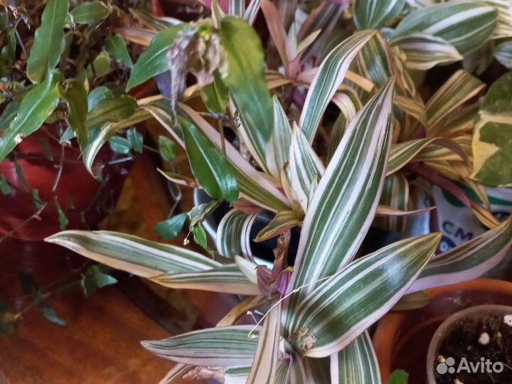 Традесканция, сингониумы и много другого