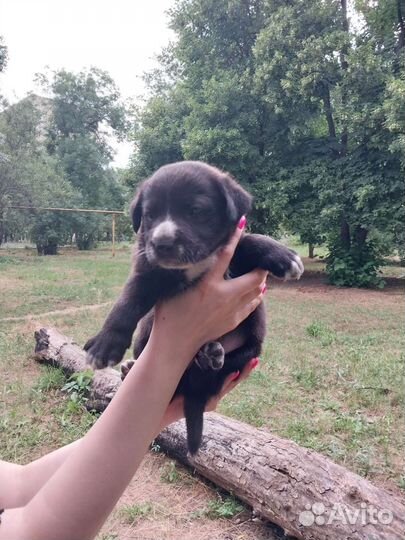 Собаки бесплатно в добрые руки щенки