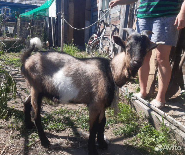 Коза Козёл