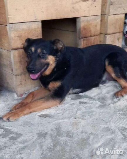 Собака в добрые руки отдам бесплатно