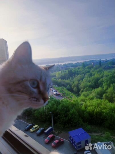 Кошка бесплатно