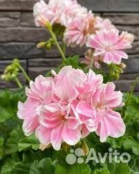 Пеларгония Герань разные сорта. Часть 1