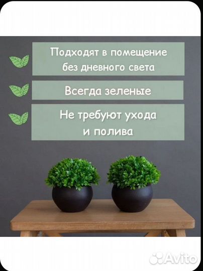 Декоративные растения