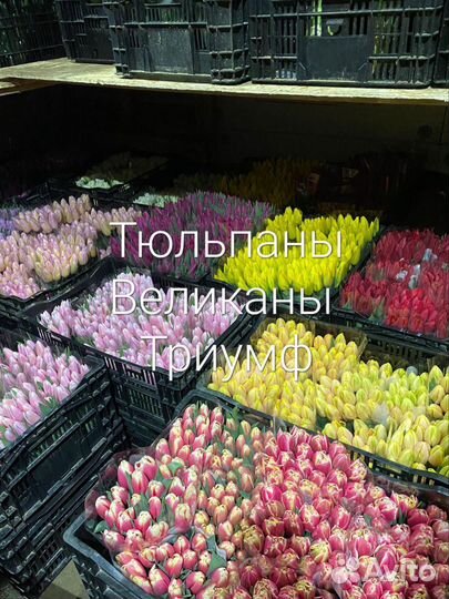 Тюльпан оптом лук.12+