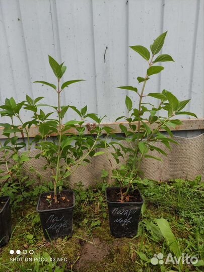 Гортензия Полярный медведь (Polar bear)