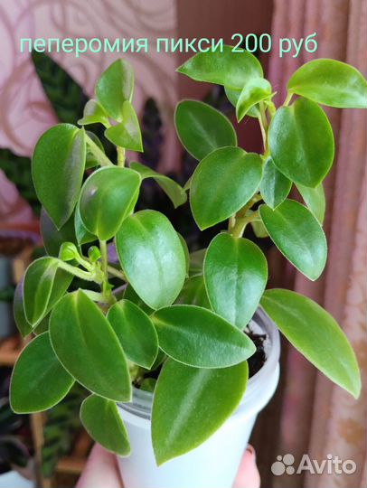 Переския, крестовник, спатифиллум