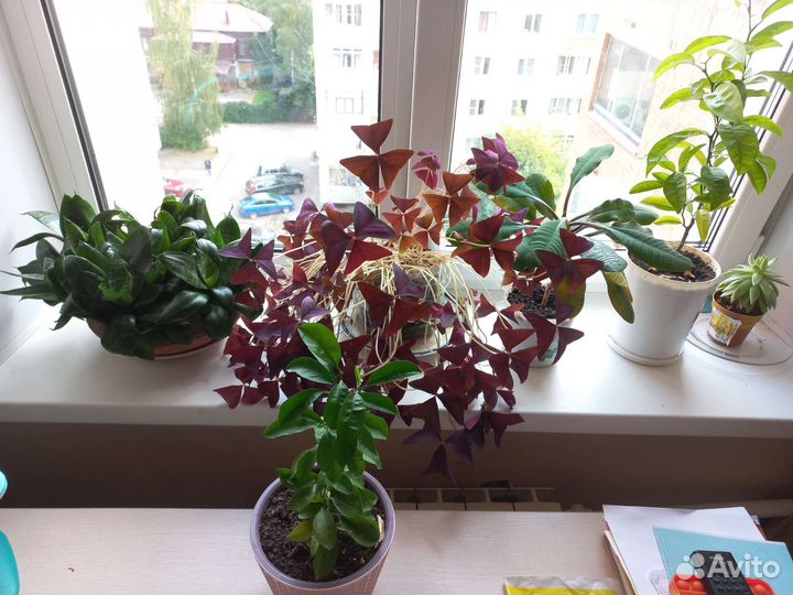 Кислица оксалис бабочки