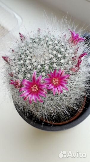 Кактус редкий