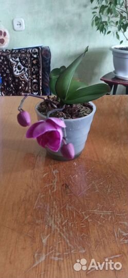 Орхидея фаленопсис