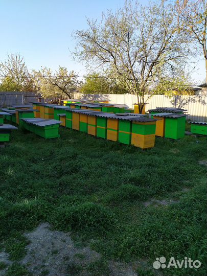 Пчелы- Пчелопакеты