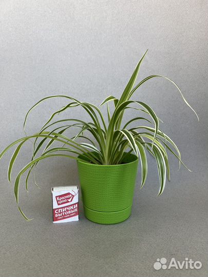 Спатифиллум, хлорофитум Лаксум