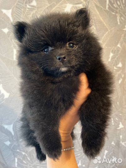 Щенки померанского шпица медвежьего типа