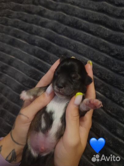 Щенки от маленькой собачки