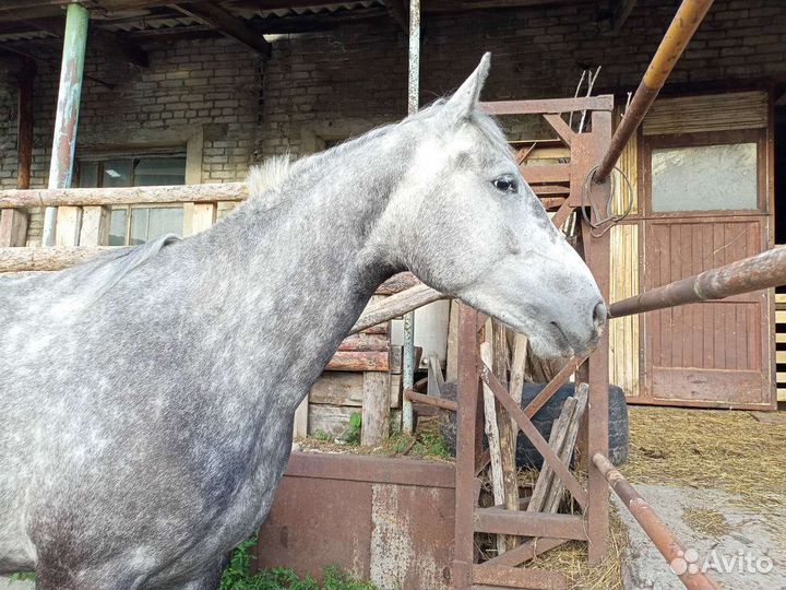 Лошади на продажу
