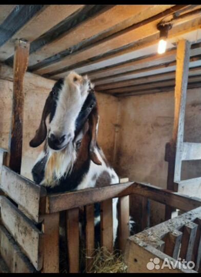 Козёл англо-нубиец