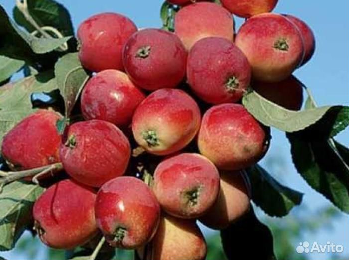 Яблоня Китайка красная