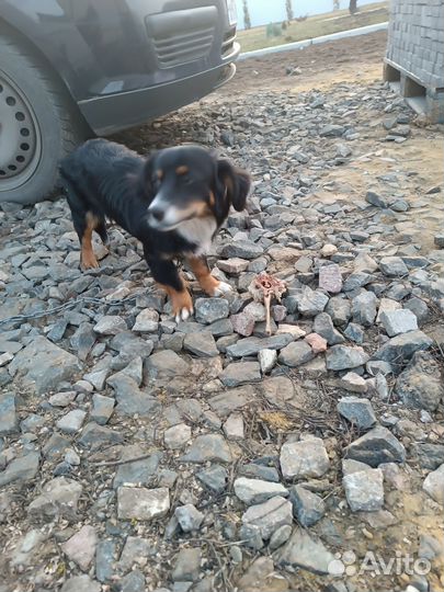 Отдам в добрые руки