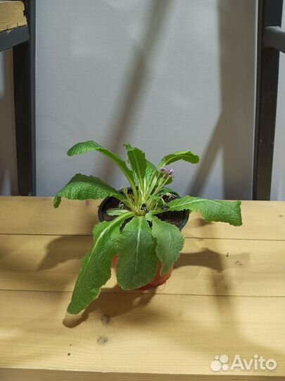 Примула маленькая