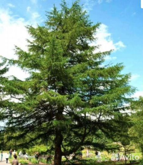 Лиственница европейская