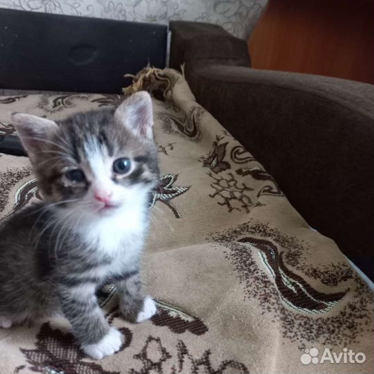 Котенок Сема