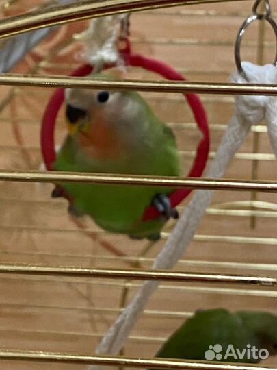 Попугаи неразлучники