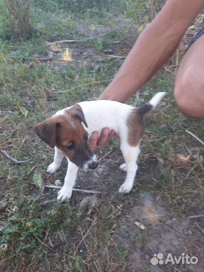 Фокстерьер