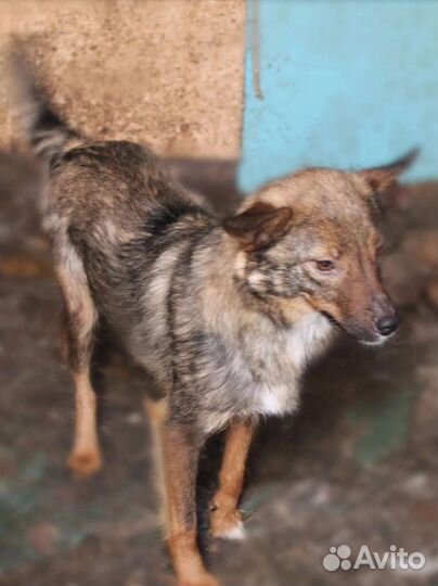 Лисичка ищет дом