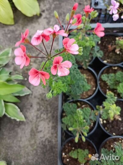 Пеларгония