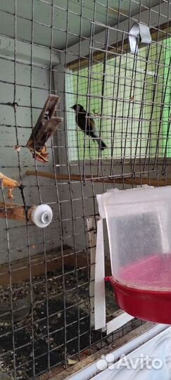 Лесные птицы