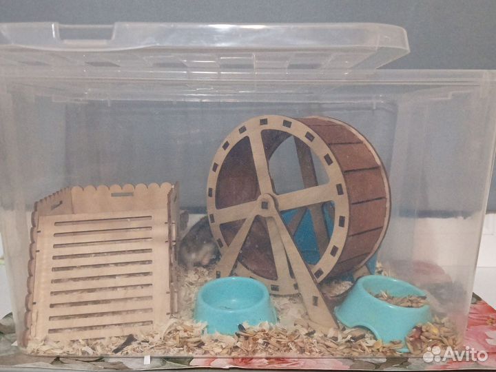 Джунгарский хомяк