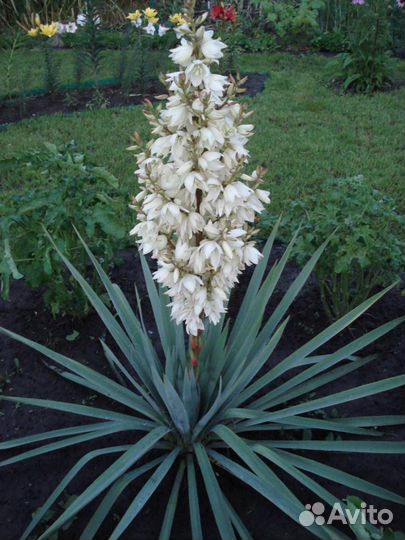 Юкка садовая