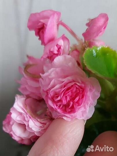 Бегония вечноцветущая махровая