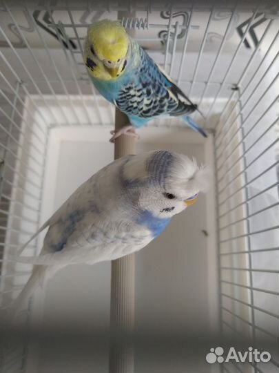 Хохлатые волнистые попугаи