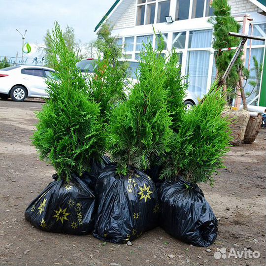 Туя Брабант Смарагд Колумна
