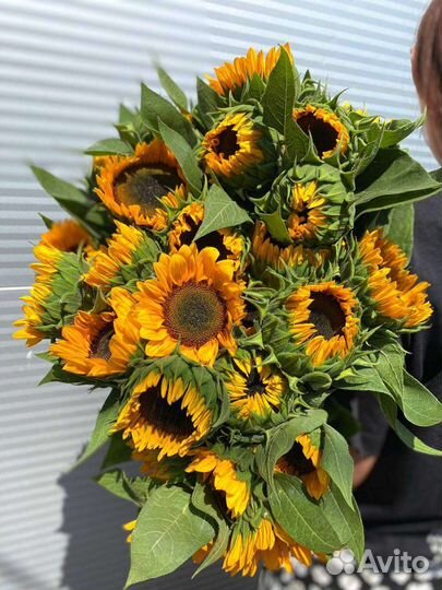 Подсолнух сортовой оптом по России