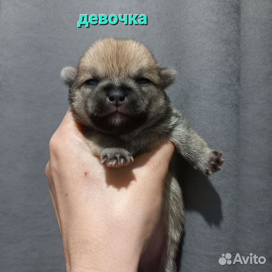 Щенки помчи